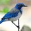 LucidScrubJay